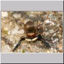 Euophrys frontalis - Springspinne 01 4mm.jpg